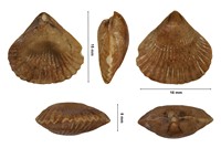 Septaliphoria corallina